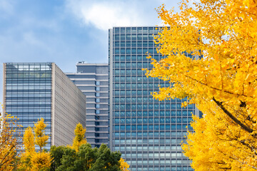 東京のビル群と鮮やかに紅葉した銀杏