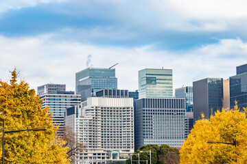 Obraz premium 東京のビル群と鮮やかに紅葉した銀杏