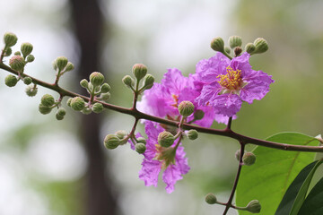 pink blossom in spring macro