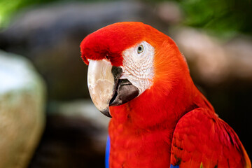 This red parrot also known as red macaw lives wild in the tropical jungle and the amazon, and has a very colorful and beautiful plumage that camouflages it in the jungle.