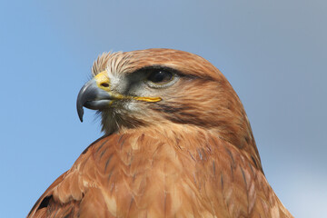 Naklejka premium Portrait of a Long-legged Buzzard against a blue sky 