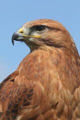 Portrait of a Long-legged Buzzard against a blue sky
