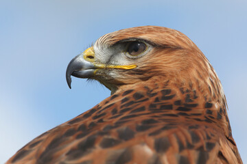Portrait of a Long-legged Buzzard against a blue sky
