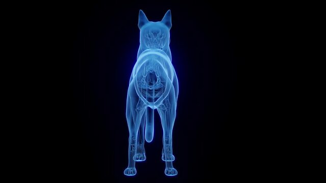 3D medical animation of a dog's skeletal system