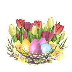 Willow nest watercolor with Tulips, daffodil, colored eggs isolated on white. Hand drawing Easter illustration design