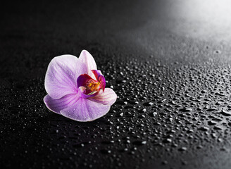 Orchid flower with dew drops on a black background. Place for text