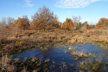 Pond and heathers in the hill of Coquibus. Fontainebleau forest