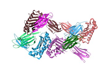 Obraz na płótnie Canvas Human leukocyte antigen E (HLA-E) in complex with the HIV epitope, RL9HIV. Ribbons diagram with differently colored protein chains based on protein data bank entry 6gl1. 3d illustration