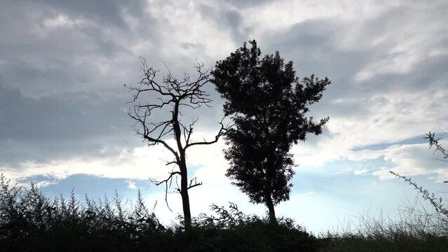 Silhouette  of a bare dry tree , a young tree with leaves  and some grasses shaking  in blowing wind. Contrast concept, Winter and summer, old and young.