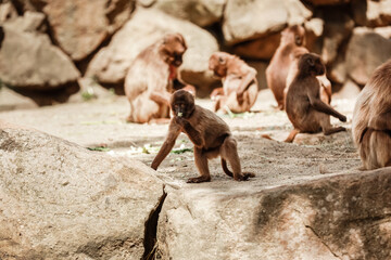 group of monkeys sit on a rock and eating vegetables in their natural habitat. Animal wildlife
