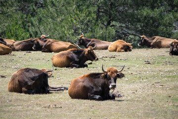 Cows resting in pasture in Spain