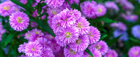 Obraz premium Close-up of Beautiful pink Hardy chrysanthemumsor Benjamas .flower background