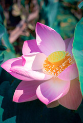 Close-up beautiful Indian lotus flower in pond.Pink big Lotus Flower background Lily Floating on The Water.