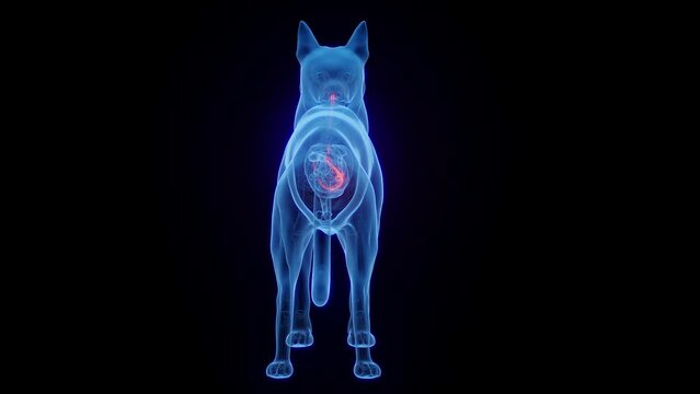 3D medical animation of a dog's stomach and esophagus