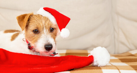 Cute funny happy christmas pet dog puppy with a santa hats. Holiday banner.
