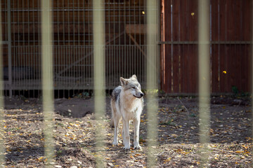 Wolf behind bars at the zoo