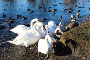 Obraz premium a group a swans feeding by the river