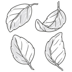 Fresh basil labels colorful set