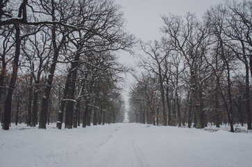 winter in the park