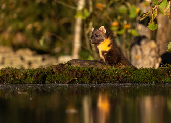 European Pine Marten at ice-pond