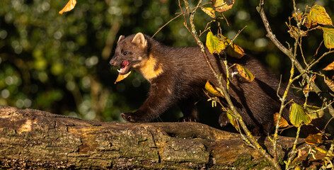 European Pine Marten on tree bough