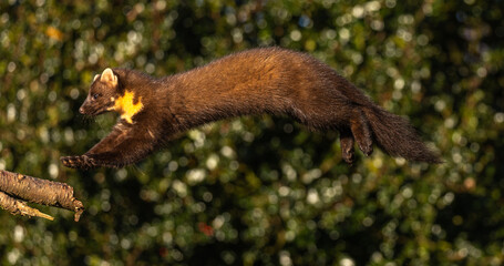 European Pine Marten leaping from tree to tree