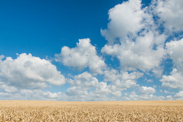 Fototapeta na wymiar Wheat Field Sunlit in the Summer, Overcast Sky