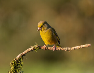 European Greenfinch on branch