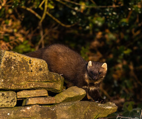 European Pine Marten on stone wall