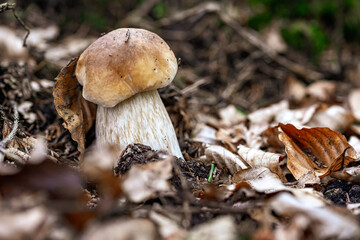 Steinpilz im Wald im Herbst