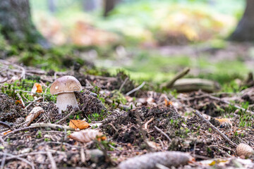Steinpilz im Wald im Herbst