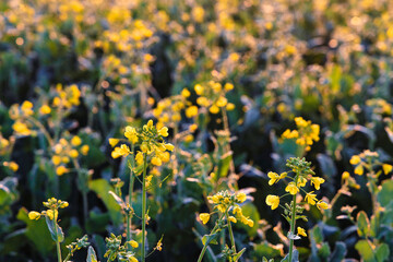 View of the mustard field on a winter morning