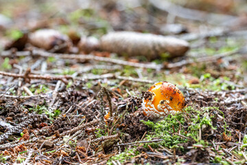 Kleiner Fliegenpilz im Wald im Herbst