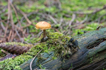Pilz auf Baumstumpf im Wald