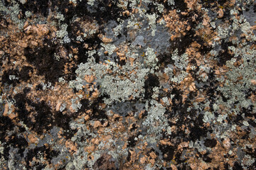Closeup of mossy rock. Colorful texture of the mountain cliff.