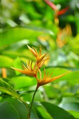 Obraz premium Heliconias 