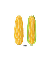 Ripe corn on the cob. design element