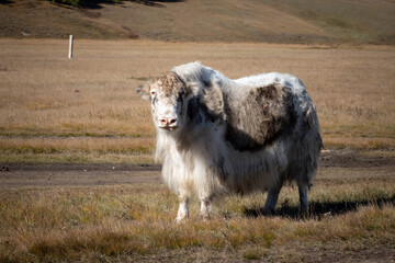 Yak standing on a foothill looking into camera in rural Mongolia. Longhair buffalo in a countryside on a sunny day.