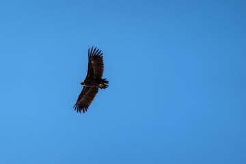 Majestic eagle flying in the blue sky. Big hawk gliding through the clouds.