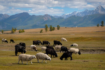 Flock of sheep eating grass in field in a rural Mongolia with a mountains in a background on a...
