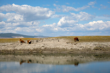 Baby cow on a river bank eating grass with mountains in background on a sunny day. Young bull grassing in mongolian wilderness.