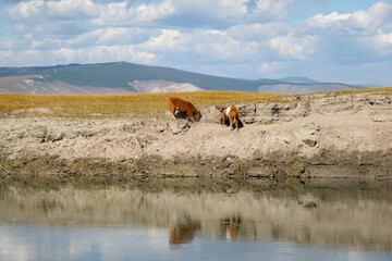 Baby cow on a river bank eating grass with mountains in background on a sunny day. Young bull grassing in mongolian wilderness.