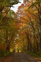 A country road in autumn, Sainte-Apolline, Québec, Canada