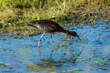 A black Ibis in the swamps of the Danube Delta