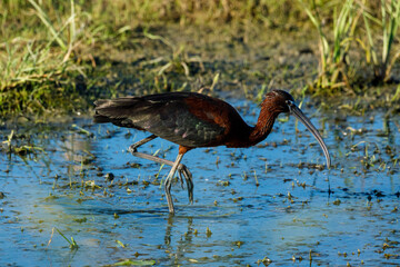 Obraz premium A black Ibis in the swamps of the Danube Delta
