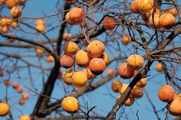 persimmon fruit on the branch. Persimmon tree with Ripe orange fruits in the autumn garden. Kaki plum tree, Japanese persimmon, Diospyros kaki Lycopersicum