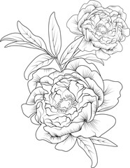 Isolated peony flower hand drawn vector sketch illustration, botanic collection branch of leaf buds natural collection coloring page floral bouquets engraved ink art.