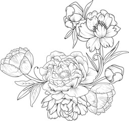 Isolated peony flower hand drawn vector sketch illustration, botanic collection branch of leaf buds natural collection coloring page floral bouquets engraved ink art.