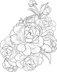 Peony flower sketch art, Hand-drawn peony flower bouquet vector sketch, illustration engraved ink art simplicity, botanical leaf branch collection isolated on white background coloring page and books.