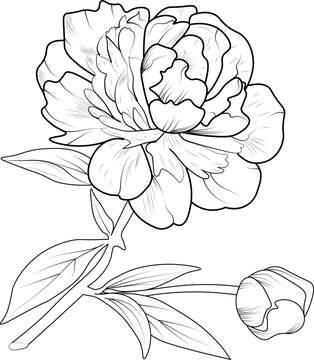 Sketch of a peony flower blossom peony hand-drawn vector illustration branch of leaves botanical collection pencil art isolates image on white background coloring books for children and adults.  